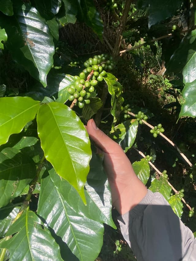 Organic Coffee Beans Pokhara